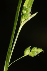 Carex cumberlandensis
