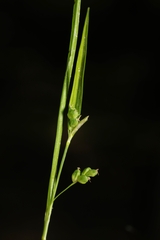 Carex cumberlandensis