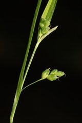 Carex cumberlandensis