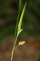 Carex cumberlandensis