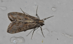 Cornifrons ulceratalis