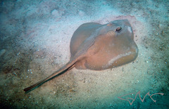 Trygonoptera testacea