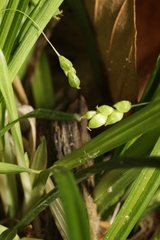 Carex cumberlandensis