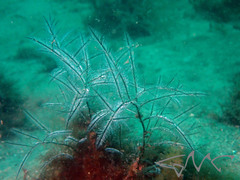Macrorhynchia philippina