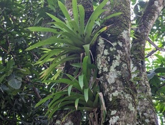 Guzmania