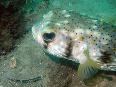 Dicotylichthys punctulatus