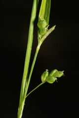 Carex cumberlandensis
