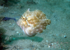 Brachaluteres jacksonianus