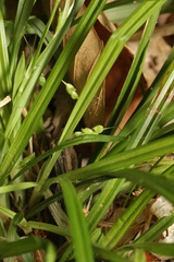 Carex cumberlandensis