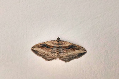 Costaconvexa
