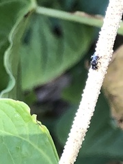 Nannotrigona perilampoides