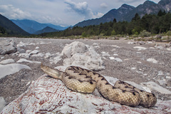 Vipera ammodytes