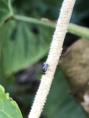 Nannotrigona perilampoides