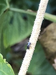 Nannotrigona perilampoides