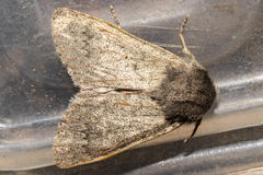 Ichneutica fibriata