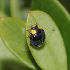 Apolinus lividigaster