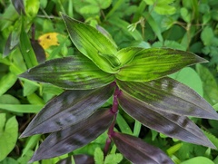 Tradescantieae