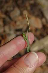 Carex laxiculmis
