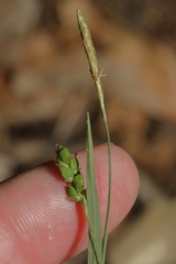 Carex laxiculmis