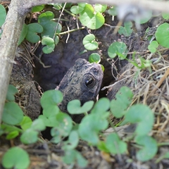 Rhinella dorbignyi