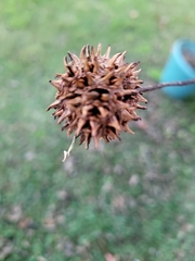 Liquidambar formosana