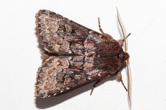 Ichneutica marmorata