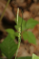 Carex laxiflora