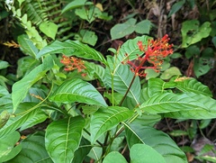 Palicourea crocea