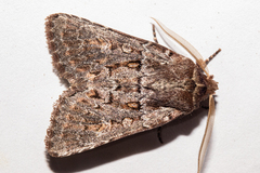 Ichneutica marmorata