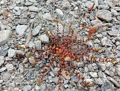 Epilobium microphyllum