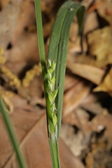 Carex laxiflora