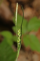 Carex laxiflora