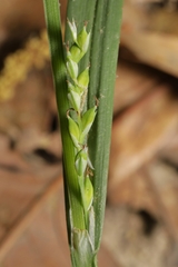 Carex laxiflora