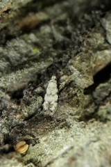 Crypsitricha stereota