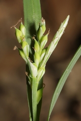 Carex laxiflora