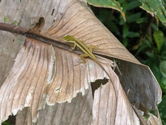 Anolis krugi