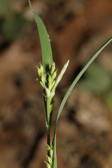 Carex laxiflora