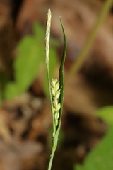 Carex laxiflora