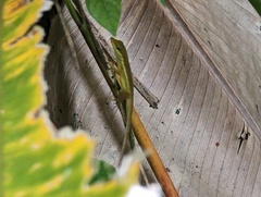 Anolis krugi