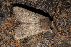 Ichneutica fibriata