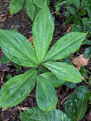 Costaceae