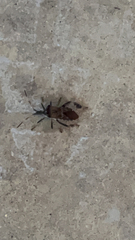 Leptoglossus corculus