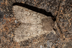 Ichneutica fibriata