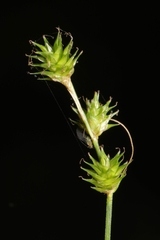 Carex normalis