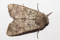 Ichneutica fibriata