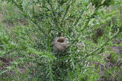 Polystictus pectoralis