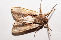 Ichneutica paracausta