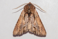 Ichneutica paracausta