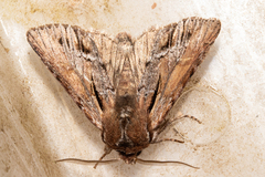 Ichneutica paracausta