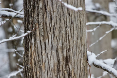 Fraxinus nigra